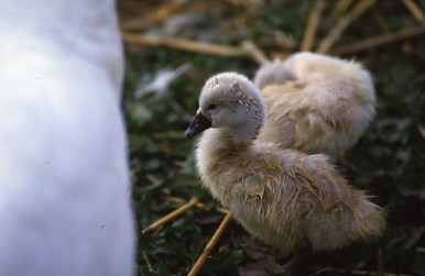 白鳥の湖_d0101728_22161177.jpg