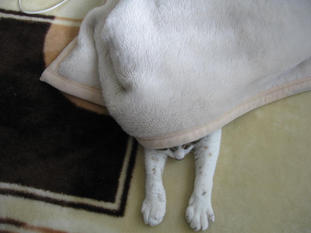 b0088037_125291.jpg
