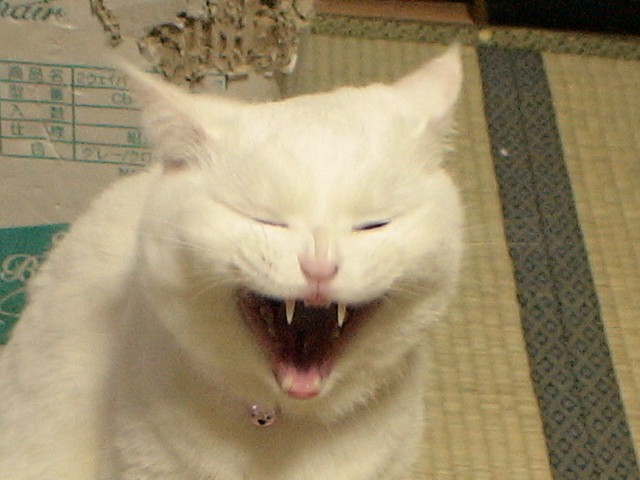 b0097145_0102935.jpg