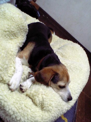 b0005652_20254180.gif