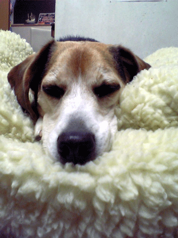 b0005652_2055422.gif