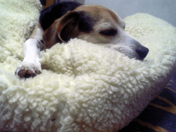 b0005652_2062672.gif