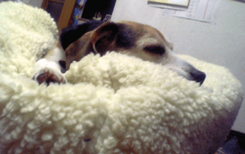 b0005652_2065577.gif