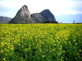 2006/12/26～ 焼酎酒蔵めぐり＠鹿児島_c0047856_22442773.jpg