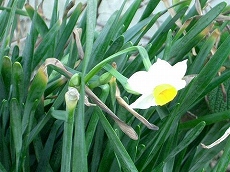 スイセン(水仙)、八重咲きニホンズイセン(日本水仙)_c0085874_18563265.jpg