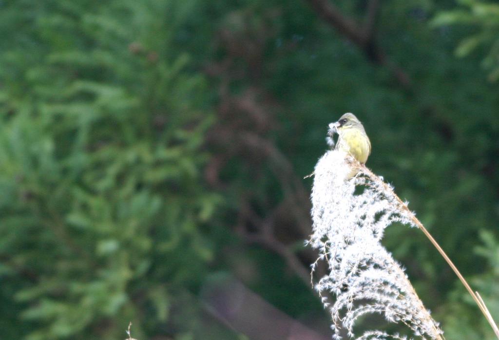 ススキは鳥さんのご馳走！_a0052080_21303126.jpg