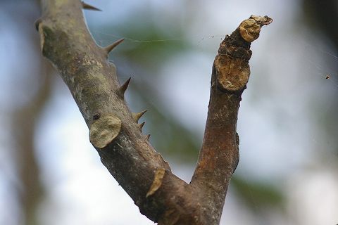 e0070891_2164142.jpg