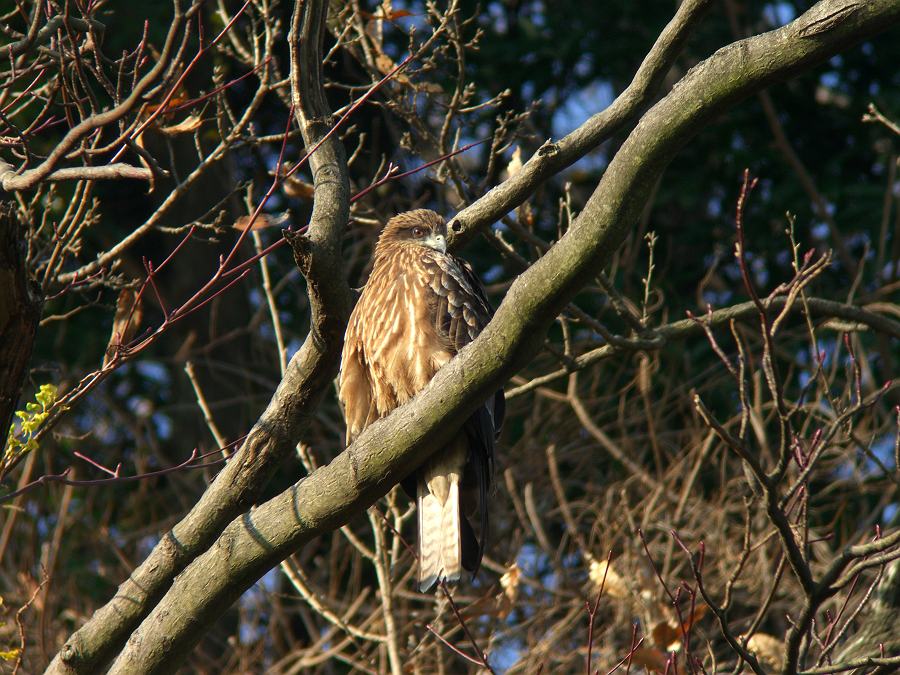 トビ　（タカ目/タカ科・L60cm）_c0098793_14572625.jpg