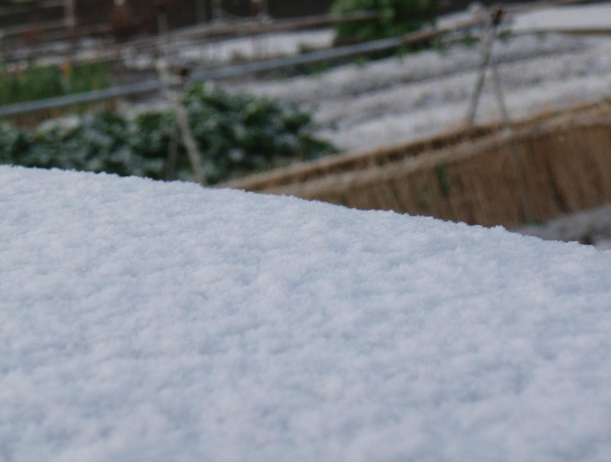 初雪　　　朝にゆくぼたん雪がちらほらと_d0051106_22323595.jpg