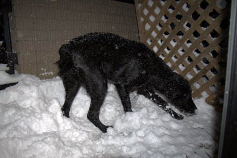 ♪雪が積もっちゃいました♪_a0090313_1518996.jpg