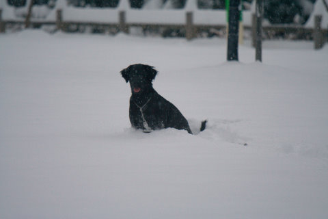 ♪雪が積もっちゃいました♪_a0090313_15285732.jpg