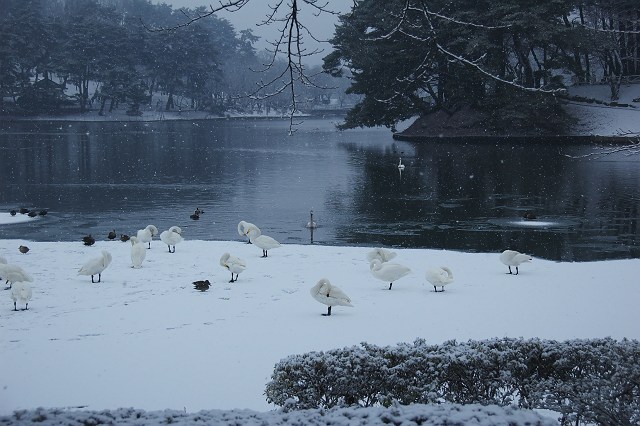 白鳥の風景_d0067934_18542463.jpg