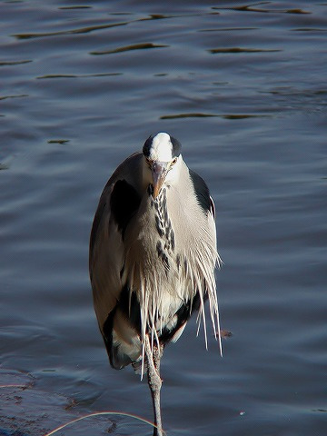 明石公園のアオサギ_b0025738_1832986.jpg