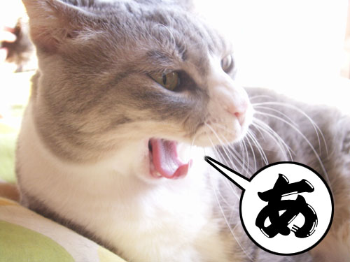 今年も・・・_b0083267_16274925.jpg