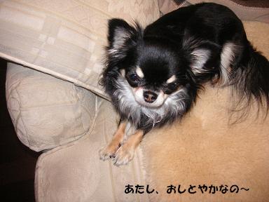 やっと_d0006467_23251741.jpg