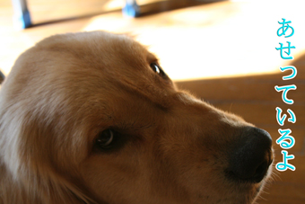 e0072606_20562638.jpg