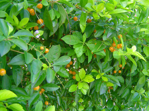 c0057821_20553482.jpg
