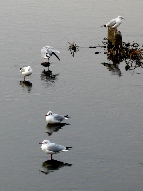 風を読む鳥　（野川のユリカモメ）_a0016829_1864439.jpg