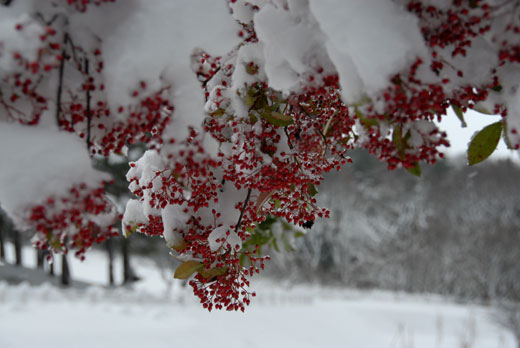 初雪Ⅱ　(18.12.29撮影)_c0093046_914032.jpg