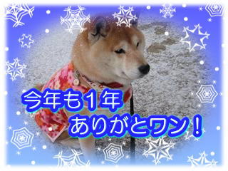 寂しい年末だけど、新年に向かって、、、_c0049950_22314067.jpg
