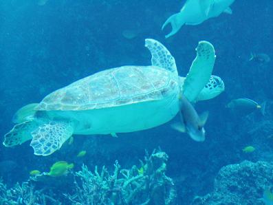 沖縄で・・・　「美ら海水族館」_f0012154_11482019.jpg