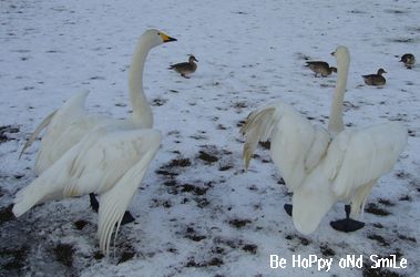 冬の白鳥　－ウトナイ湖その後－_f0077759_629087.jpg