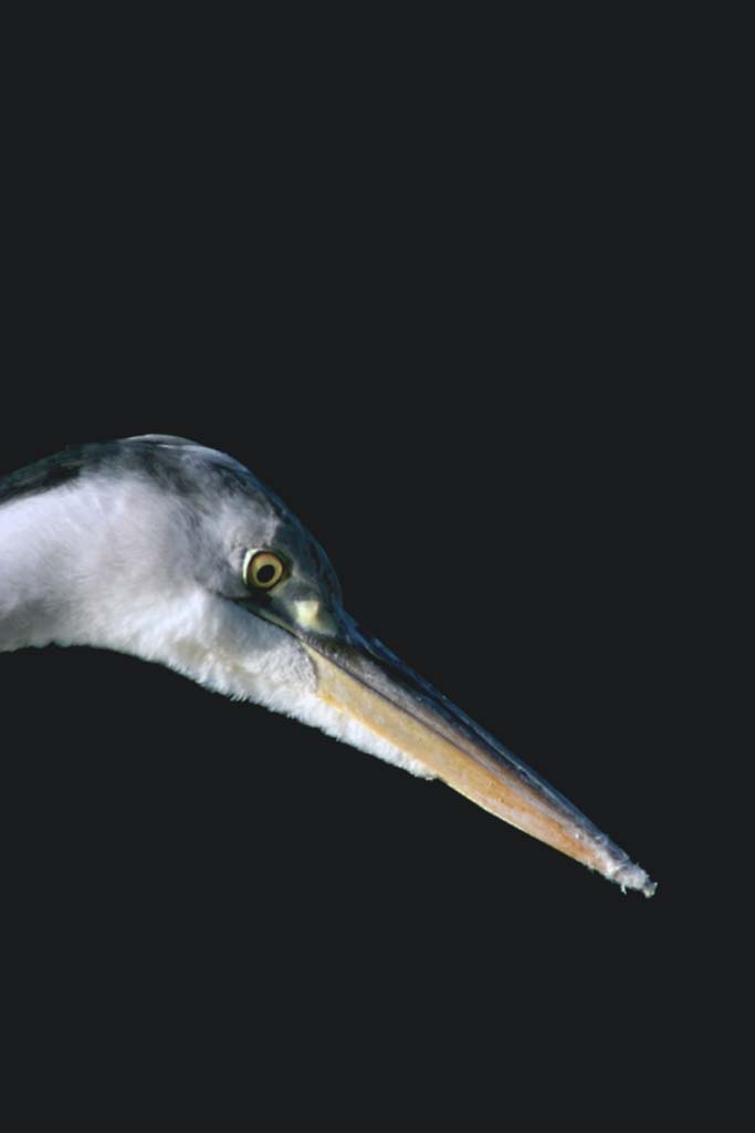 c0009475_17583897.jpg