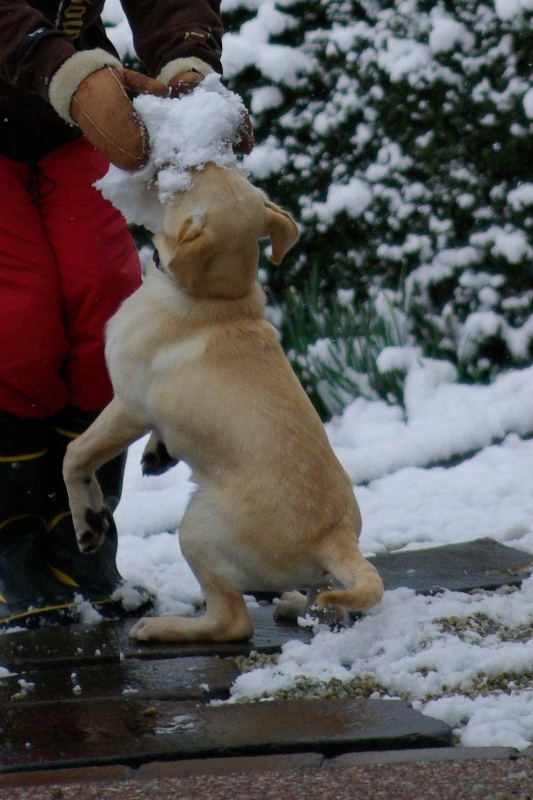 初雪と遊ぶウチのボウズ×２_e0099496_9541641.jpg