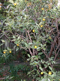 c0036203_1704383.jpg