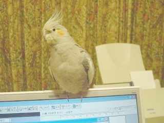 b0026408_0441392.jpg