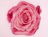 展覧会■07/01/12-16薔薇咲いてふわり -藤本理江展-【パステル画】_e0091712_4521528.jpg