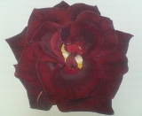 展覧会■07/01/12-16薔薇咲いてふわり -藤本理江展-【パステル画】_e0091712_4524576.jpg