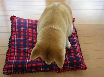 2006年12月31日(日)・・・大晦日_f0060461_19374666.jpg