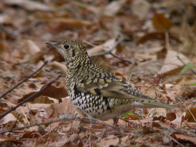 c0002874_1728329.jpg