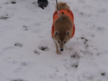 岩手への犬連れ車旅　１日目　小岩井農場まきば園～宮古・浄土ヶ浜_b0080342_22113357.jpg