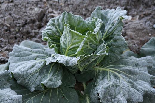 アブラナ科 Brassicaceae えるだまの植物図鑑