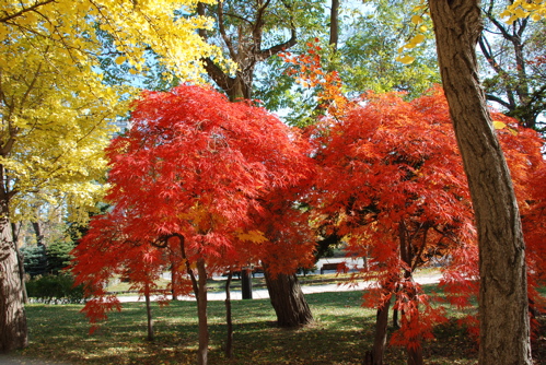 中島公園の秋_f0126483_15543813.jpg