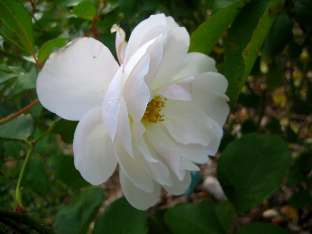 b0064411_714374.jpg