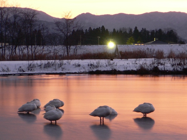 本当は白鳥！_f0048234_218597.jpg