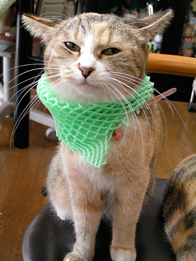 ねこらの間で最近流行のモード_a0028451_1841883.jpg