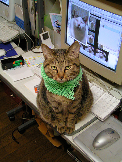 ねこらの間で最近流行のモード_a0028451_18421315.jpg