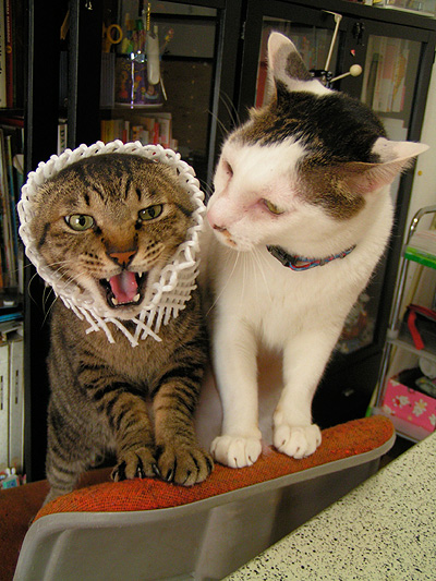 ねこらの間で最近流行のモード_a0028451_1850244.jpg
