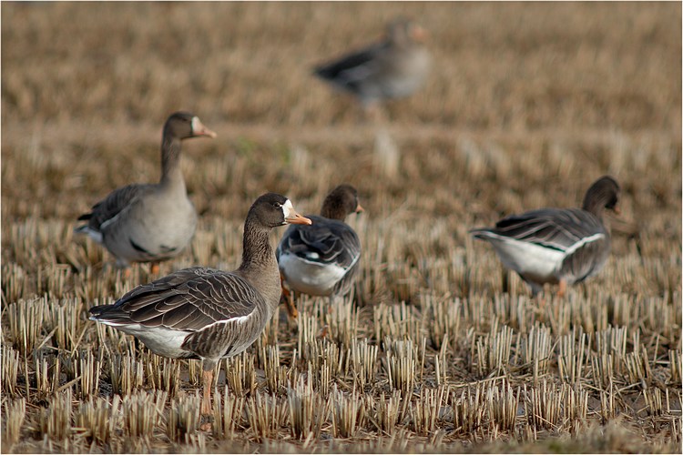 伊豆沼　蕪栗沼の鳥　つづき_f0088971_22505078.jpg