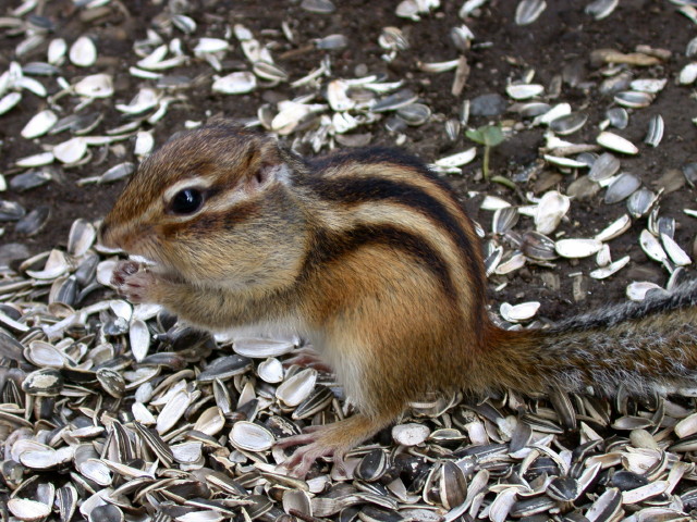 e0100772_22344376.jpg