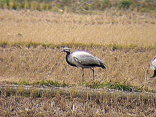 d0019074_9135021.jpg