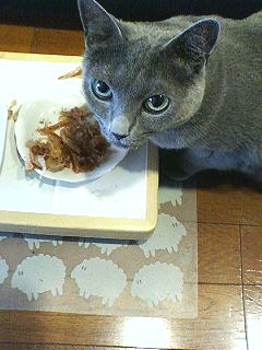 14匹の猫たち_f0054677_62679.jpg