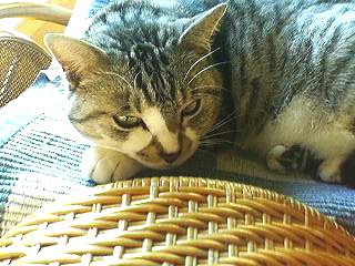 14匹の猫たち_f0054677_6271933.jpg
