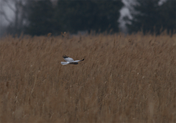 c0096278_21335789.gif