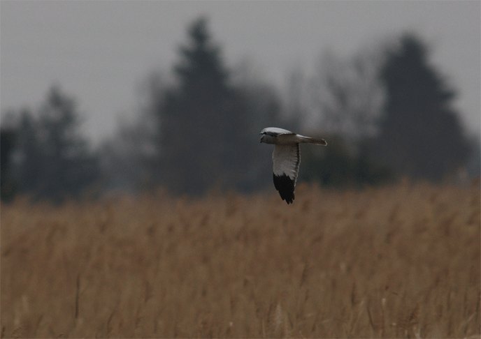 c0096278_2140790.gif