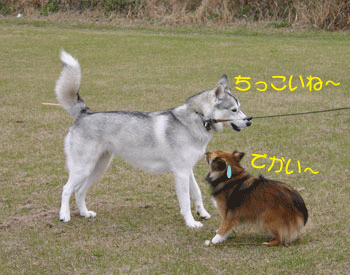 a0041108_22473967.gif